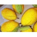 Vintage Sugar Beaded Lemons LOT of 10 With Leaves See all Photos   202385780519